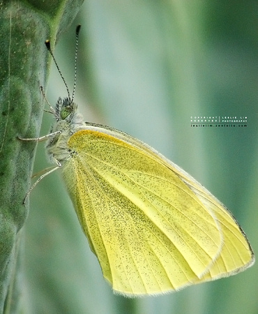 Butterfly on vegetable - in Xiang Yun Town