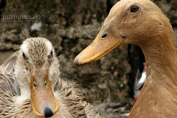 2 ducks - in Xiang Yun Town